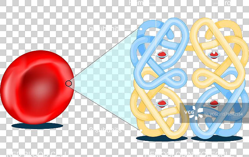 红血球和血红蛋白图片素材