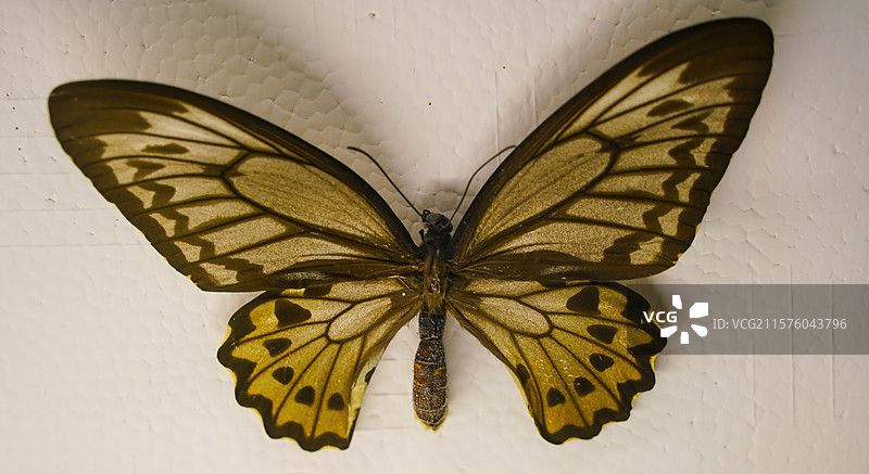 山东省淄博市桓台县博物馆里陈列蝴蝶标本图片素材