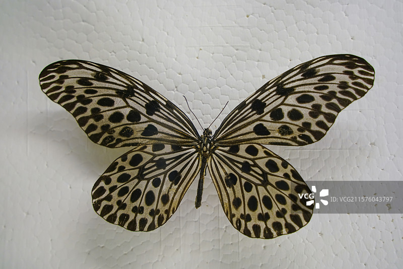 山东省淄博市桓台县博物馆里陈列蝴蝶标本蜡翅蝶图片素材
