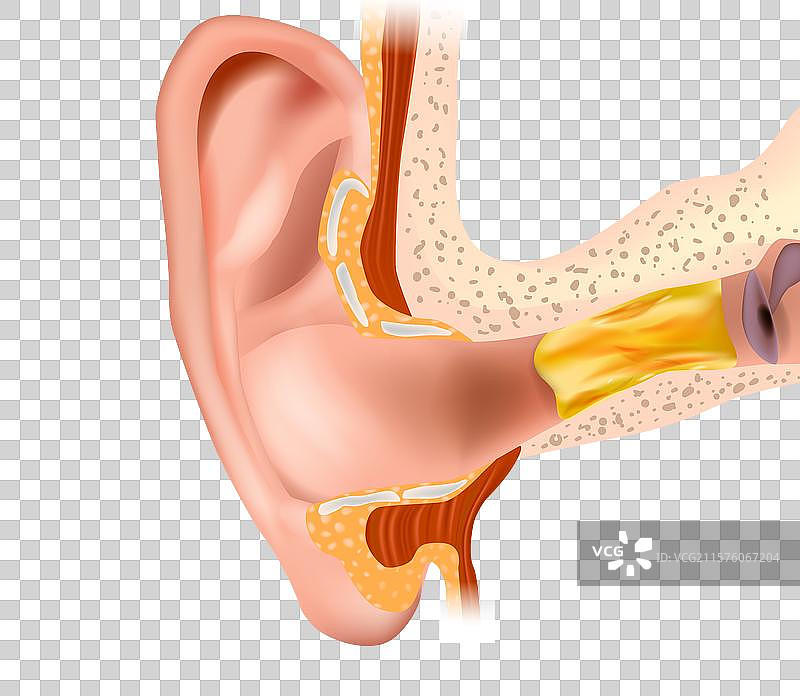 人耳的解剖结构图图片素材
