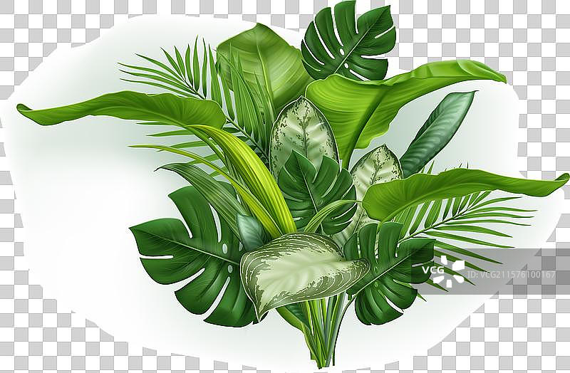绿色逼真的热带叶子束图片素材