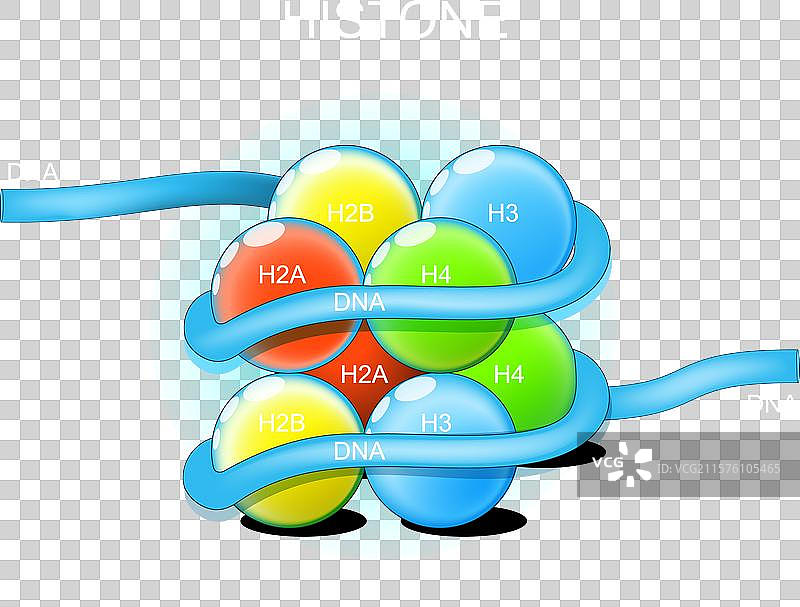 组蛋白结构图片素材