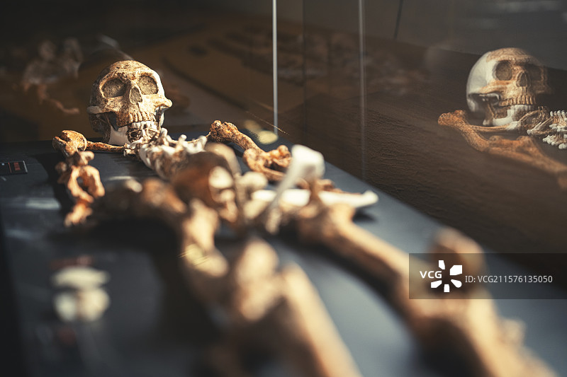 河北保定博物馆涞水智人化石图片素材