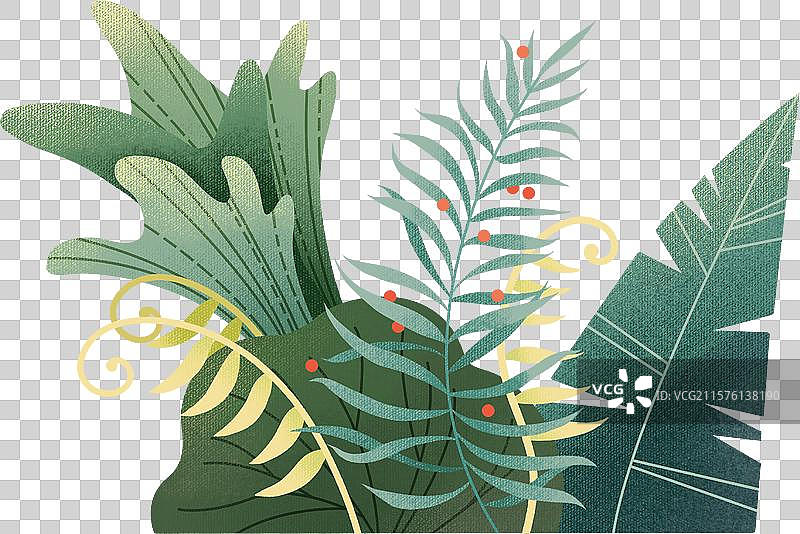手绘蕨类植物组合装饰元素图片素材
