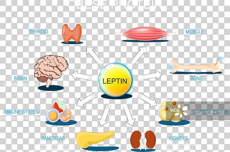 瘦素是脂肪组织分泌的一种激素，通常与肥胖相关。图片素材