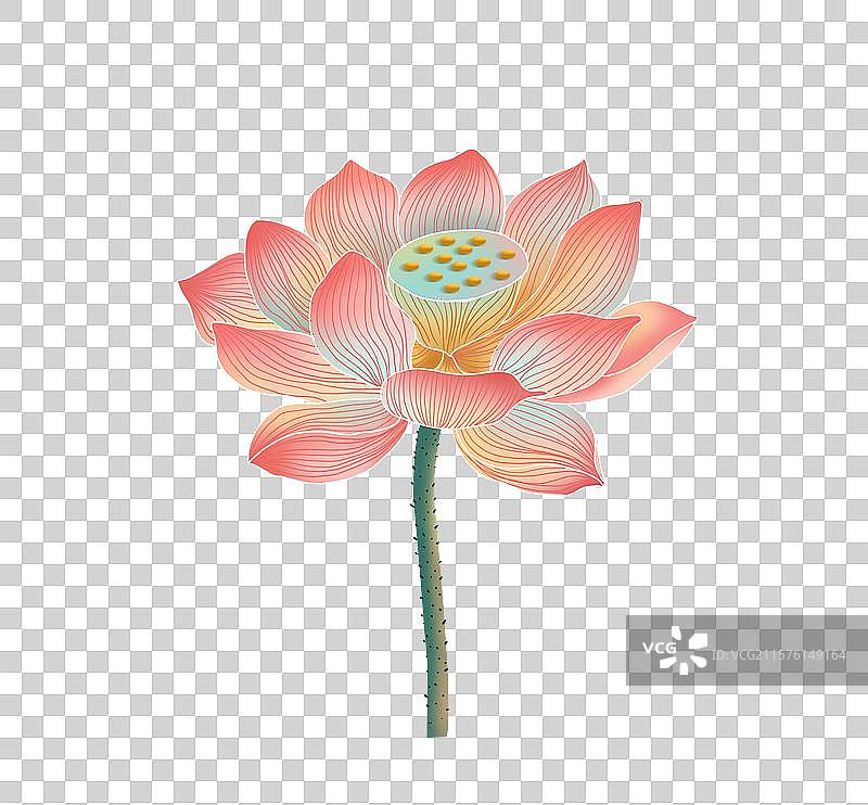 炫彩荷花图片素材