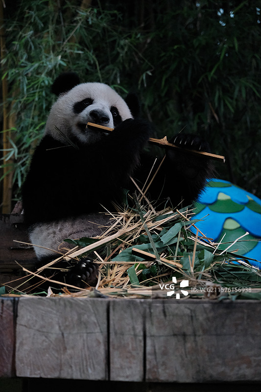 竖拍长隆熊猫隆隆双掌举竹 《长隆竹箫雅韵》：竖构图里的「熊猫墨客」拟态行为艺术图片素材