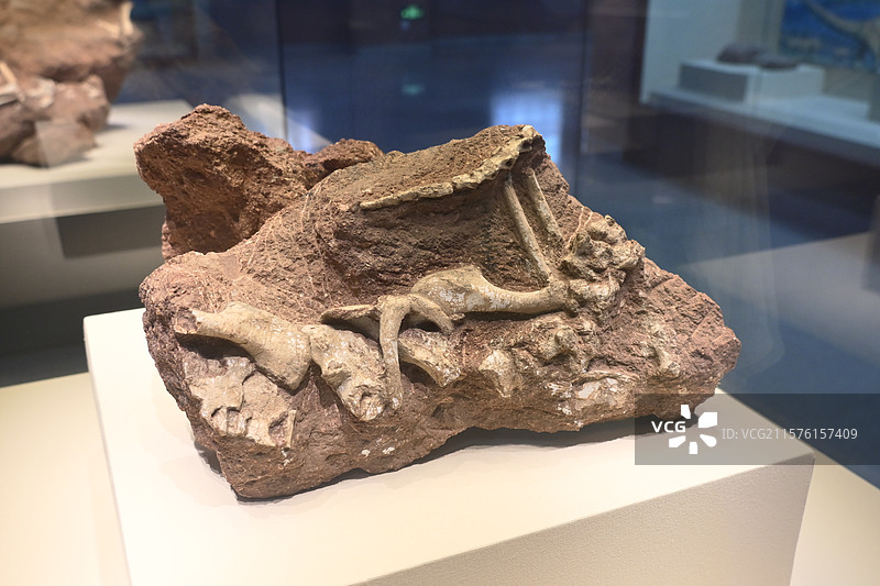 恐龙骨头图片素材