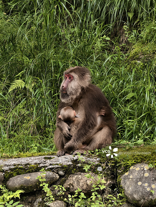藏酋猴图片素材