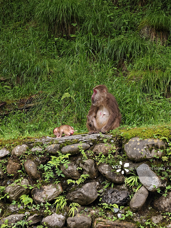 藏酋猴图片素材