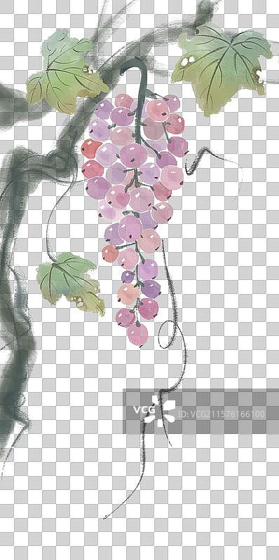 葡萄图片素材