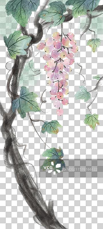 葡萄图片素材