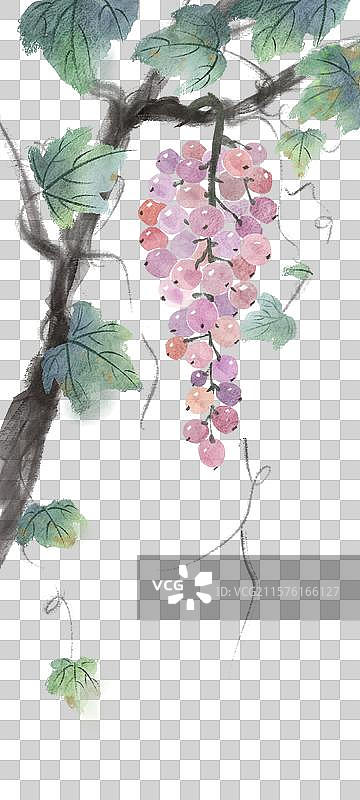 葡萄图片素材
