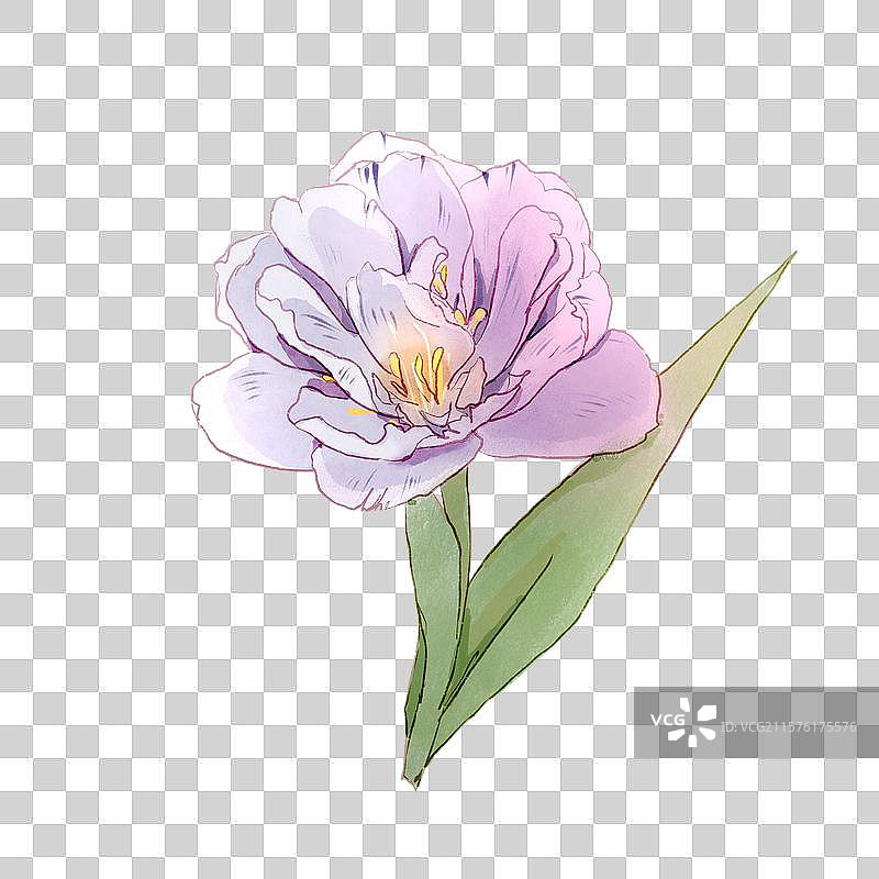 清新水彩质感的粉紫色系重瓣郁金香图片素材