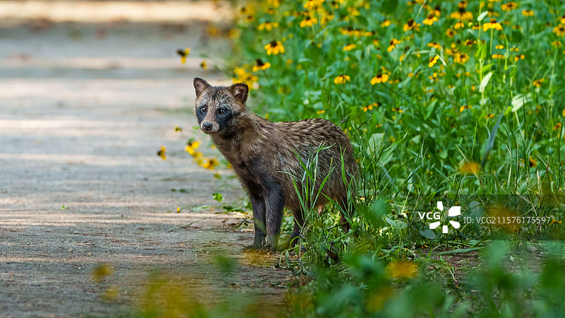 貉#野生动物#成语：一丘之貉的貉图片素材