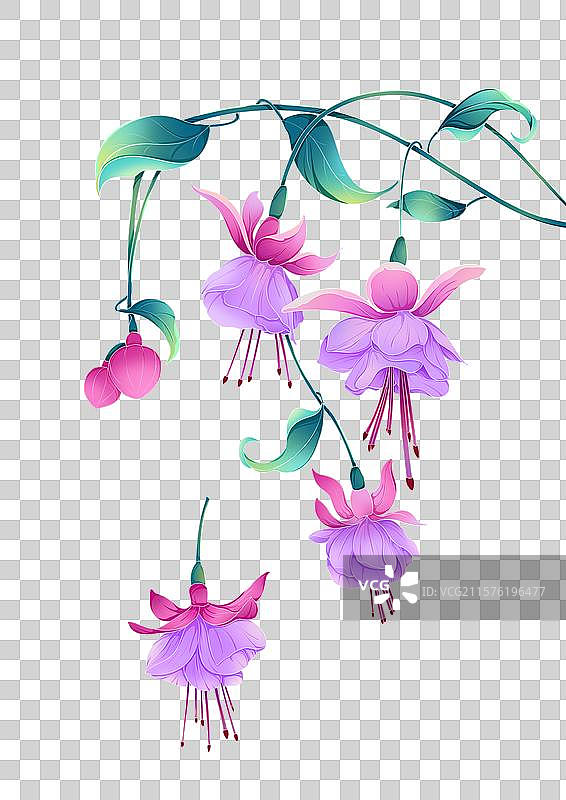 倒挂金钟图片素材