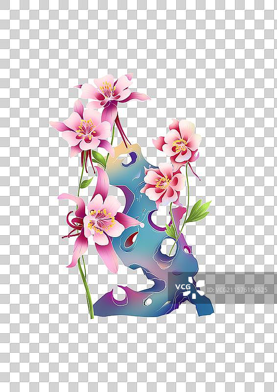 耧斗菜花图片素材