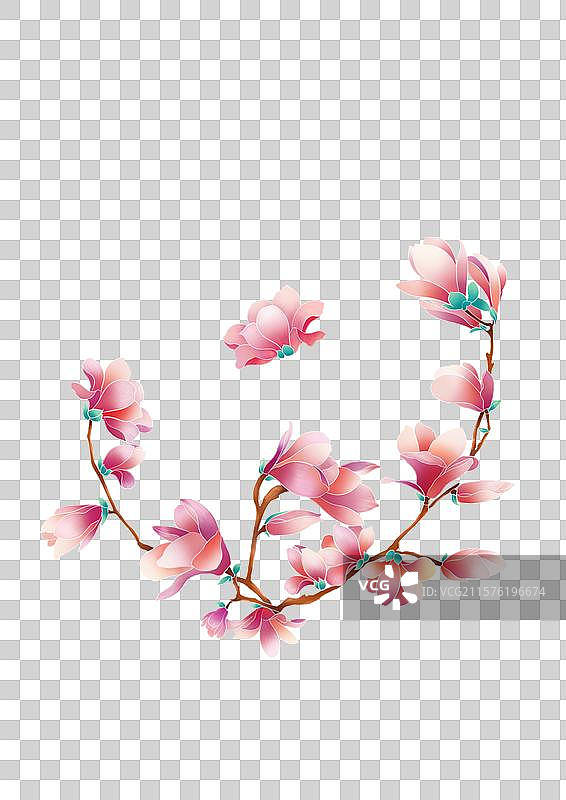 玉兰花插画图片素材