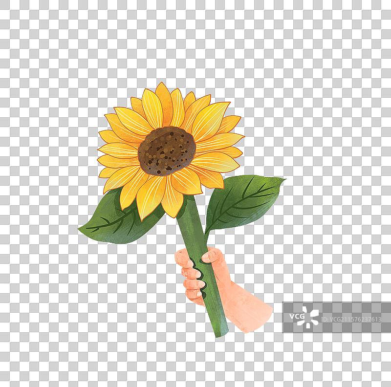 手绘肌理手拿向日葵一举夺魁免抠元素图片素材