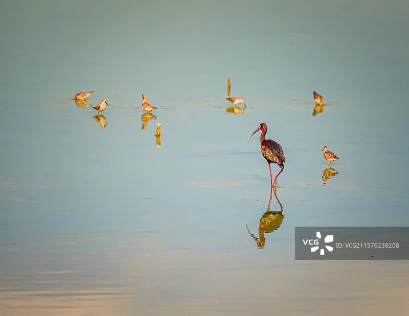 德克萨斯州圣安东尼奥的湖中游泳的鸟类侧面视图图片素材