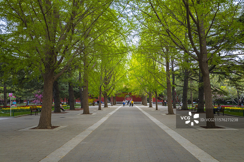 北京中山公园古柏树林郁金香盛开图片素材
