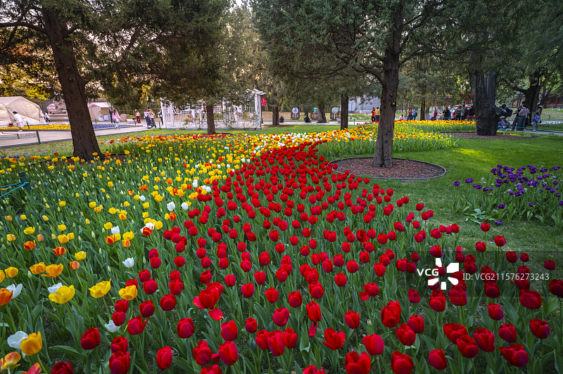 北京中山公园古柏树林郁金香盛开图片素材