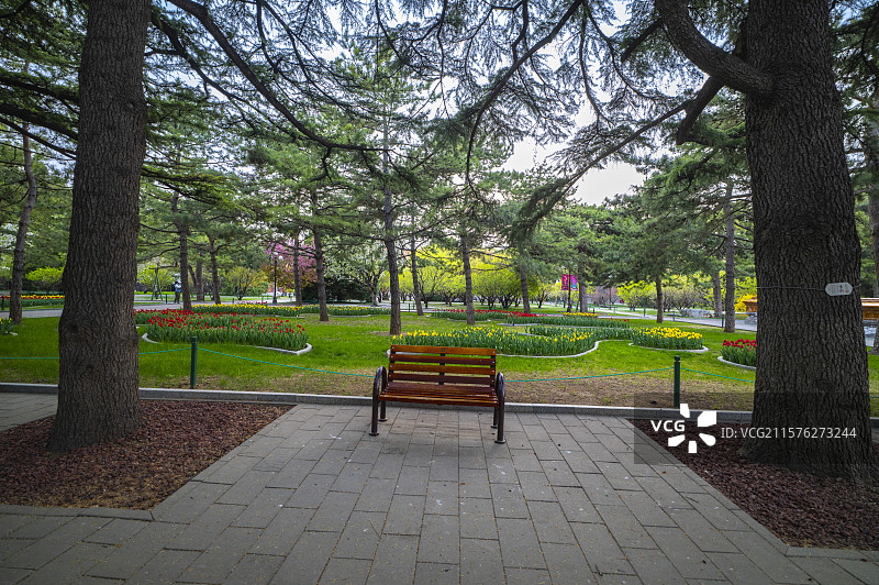 北京中山公园古柏树林郁金香盛开图片素材