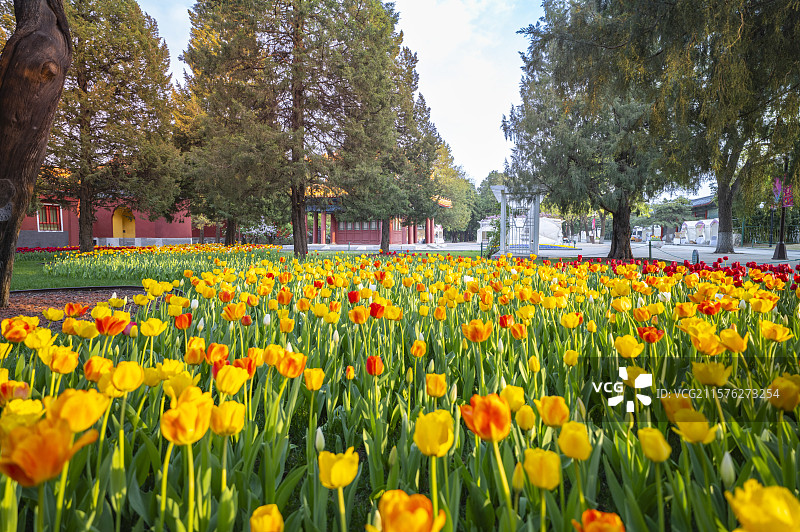 北京中山公园古柏树林郁金香盛开图片素材
