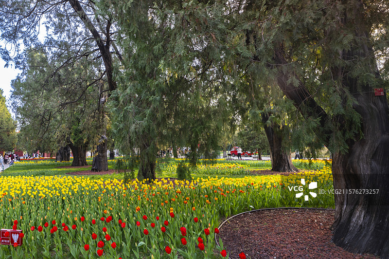 北京中山公园古柏树林郁金香盛开图片素材