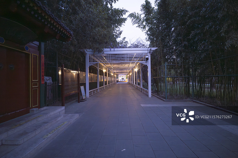 北京中山公园古柏树林郁金香盛开图片素材