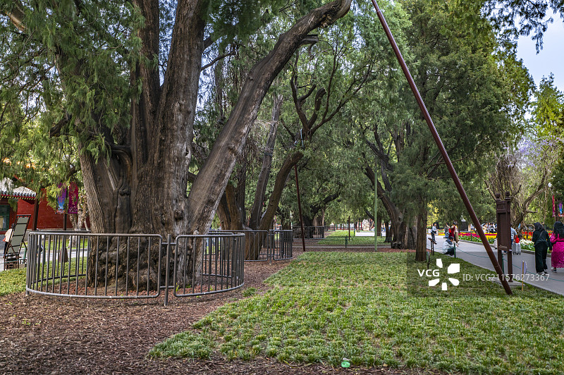 北京中山公园古柏树林郁金香盛开图片素材
