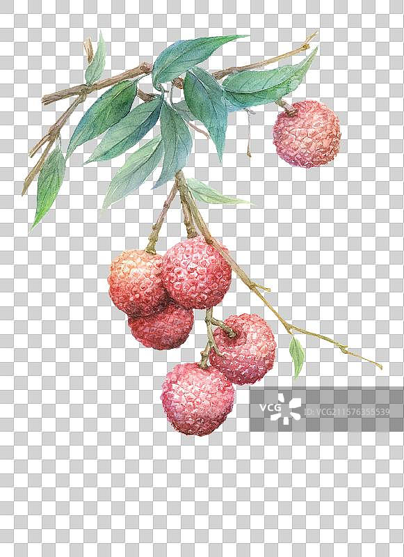 水彩绘制的写实风格免抠无底图桂味荔枝特写插画图片素材