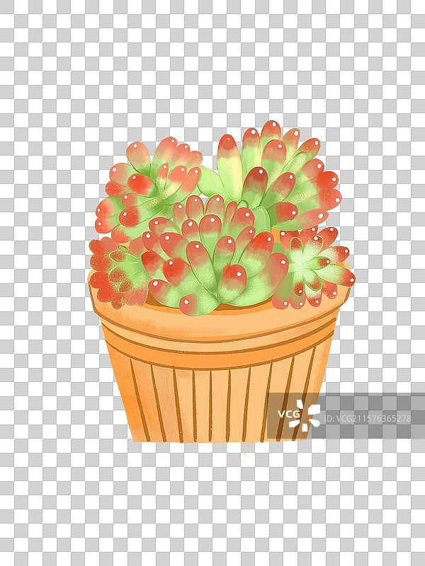 多肉植物乙女心图片素材