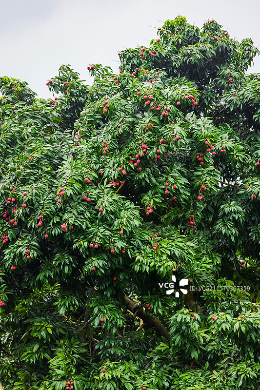 广州市增城区挂绿广场，西园挂绿母树观赏区，挂绿母树图片素材