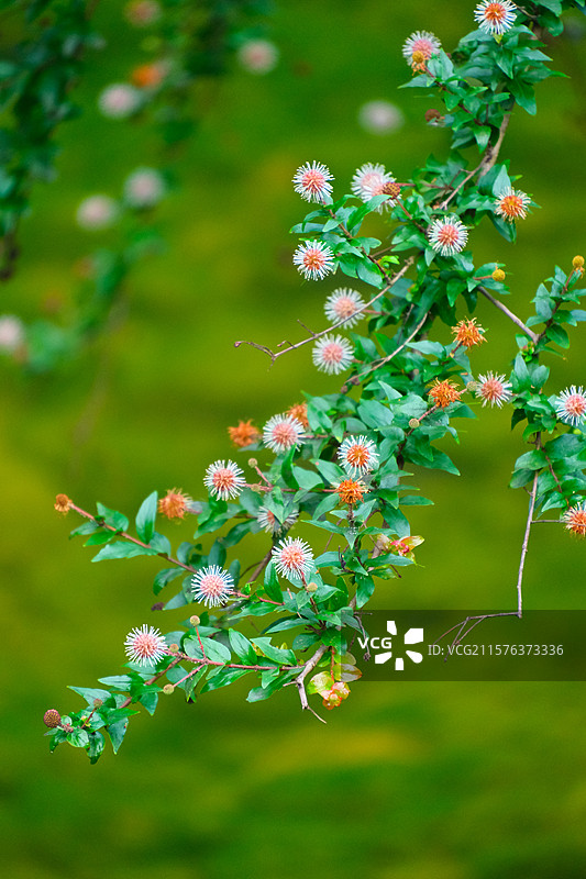 清新自然的小花朵图片素材