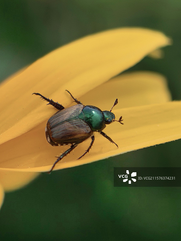 小甲虫图片素材
