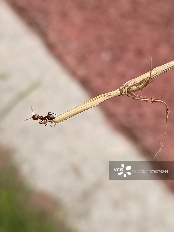 外来入侵的红火蚁图片素材