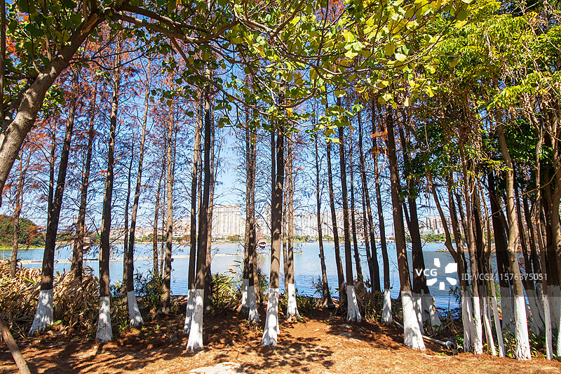 泉州晋江晋阳湖公园冬景图片素材
