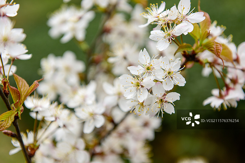 樱花春天花瓣花植物自然图片素材