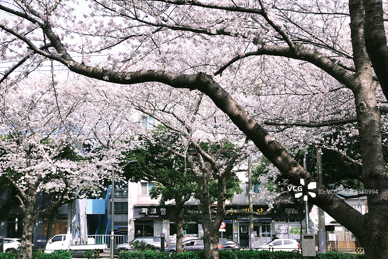 韩国济州岛街道樱花景象图片素材