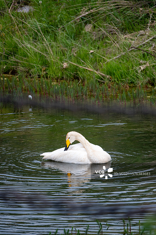 赛里木湖的天鹅图片素材