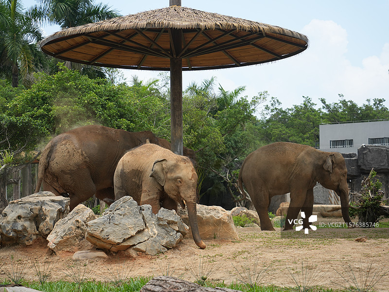 广西壮族自治区南宁动物园大象谷大象图片素材