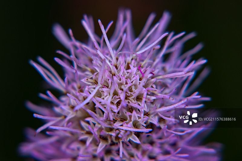 盛开的蛇鞭菊花的微距特写图片素材