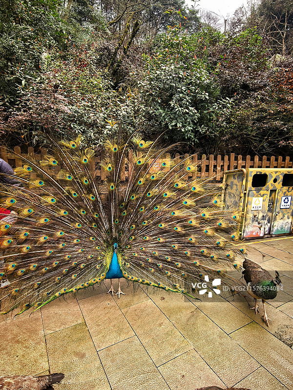 孔雀开屏图片素材