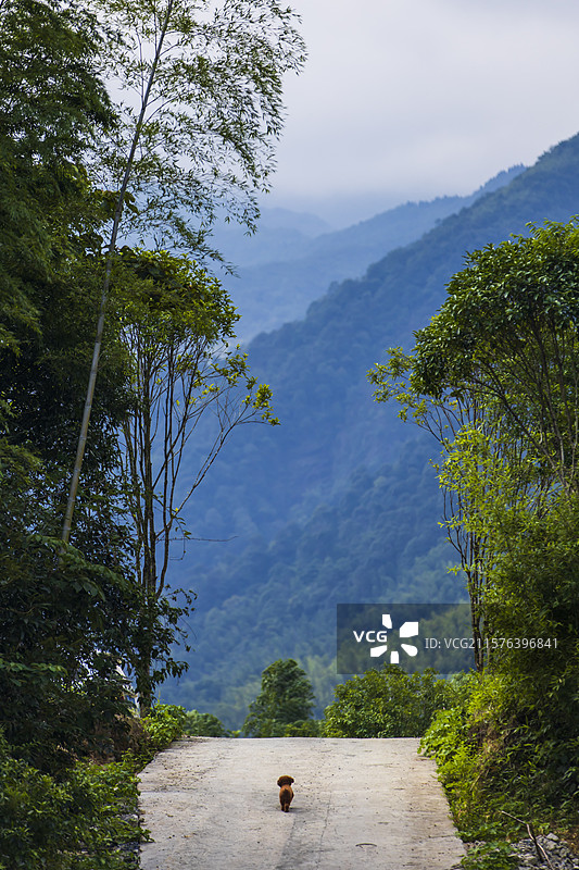 山脚下树林中的小路图片素材