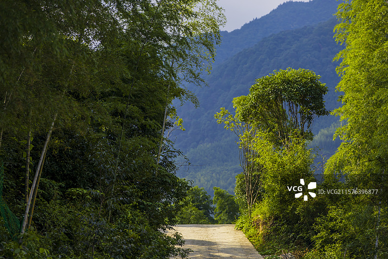 山脚下树林中的小路图片素材