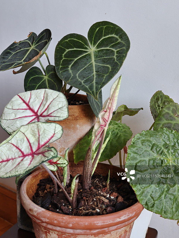 热带植物图片素材