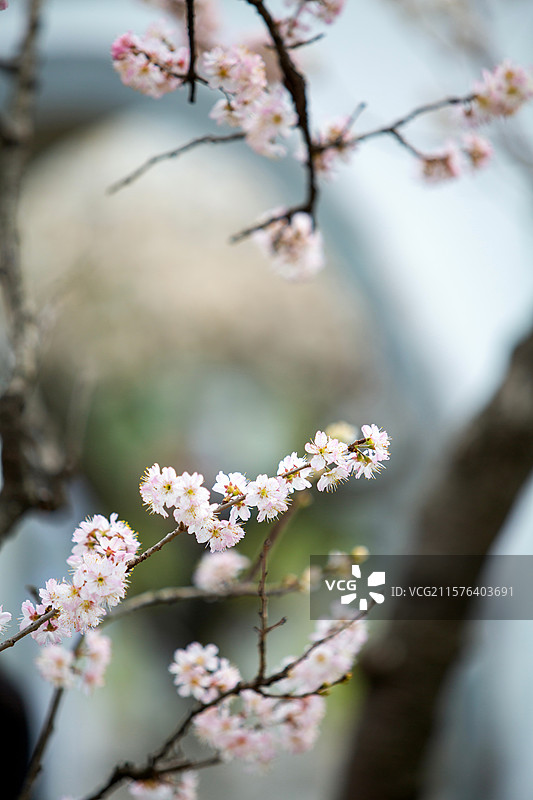 南京玄武湖公园樱洲樱桃园樱花盛开时的风景图片素材