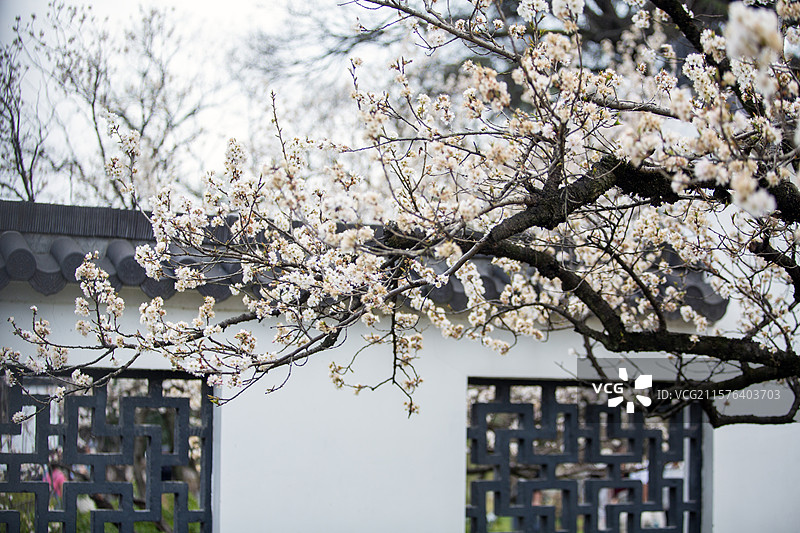 南京玄武湖公园樱洲樱桃园樱花盛开时的风景图片素材