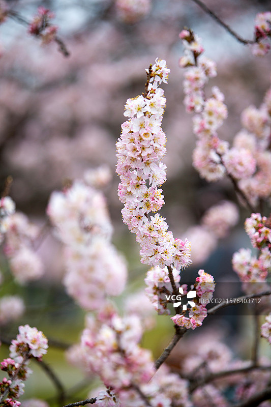 南京玄武湖公园樱洲樱桃园樱花盛开时的风景图片素材